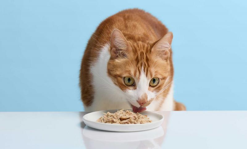 Czy kości z kurczaka mogą służyć jako pokarm dla kotów?