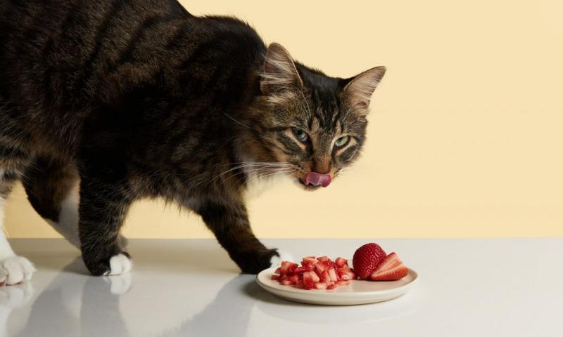 Czy truskawki są dobre dla kotów?