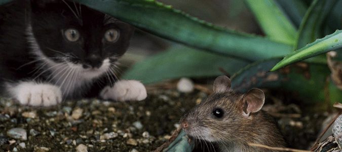 Czy trzymanie kotów w stodole, które łapią myszy jest bezpieczne?