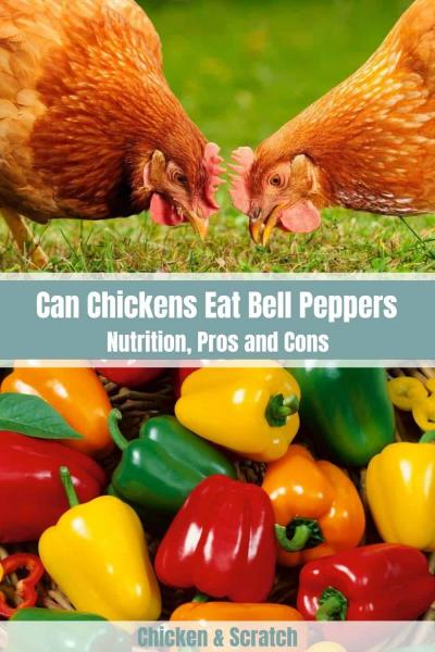 Czy kurczaki mogą jeść paprykę we wszystkich kolorach?