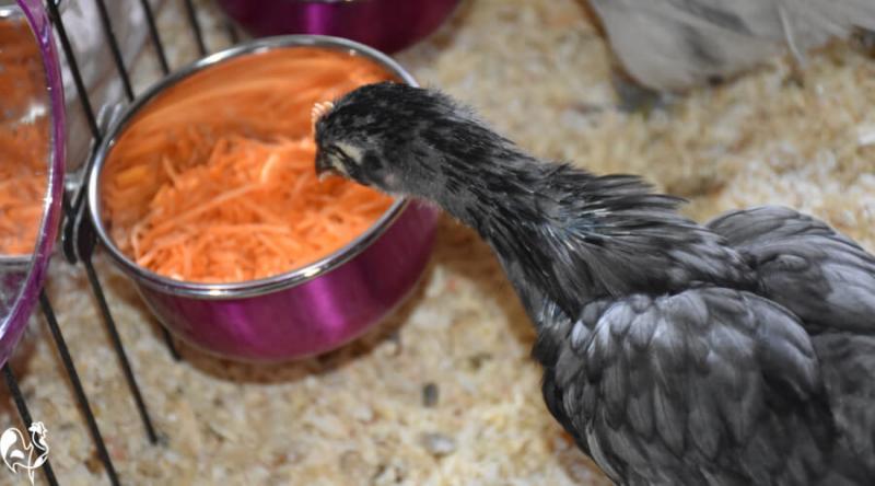 Czy kurczaki mogą jeść marchewkę? Wytyczne dotyczące zdrowia i żywienia sprawdzone przez weterynarza
