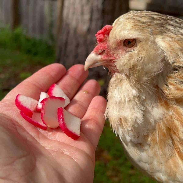 Czy kurczaki mogą jeść rzodkiewki? Fakty żywieniowe i często zadawane pytania