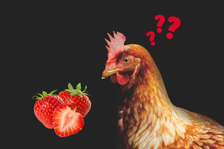 Czy kurczaki mogą jeść truskawki? Fakty sprawdzone przez weterynarza & Odżywianie