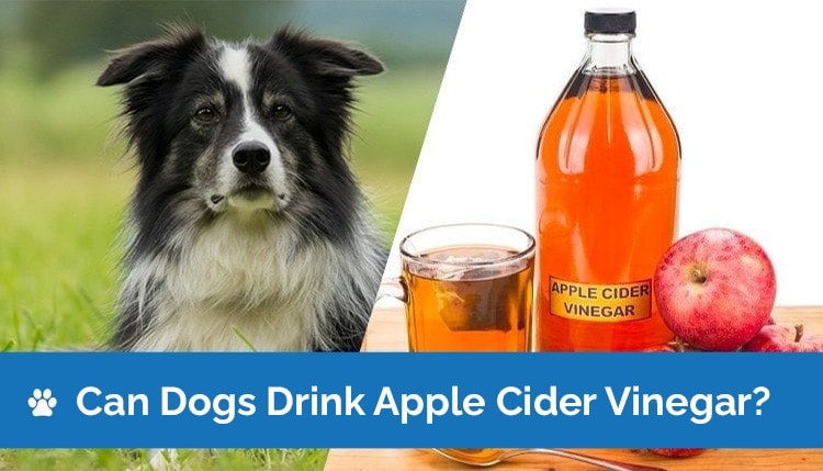 4 zalety octu jabłkowego dla psów