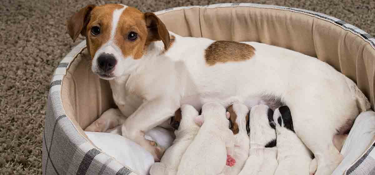Ryzyko związane z karmieniem psów ludzkim mlekiem matki: