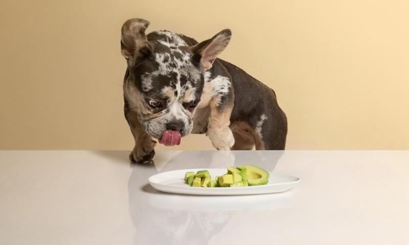 Czy psy mogą jeść awokado? Fakty żywieniowe i przewodnik bezpieczeństwa