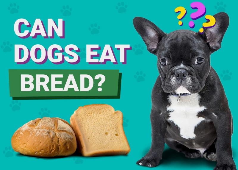 W jaki sposób psy mogą bezpiecznie spożywać cynamon?