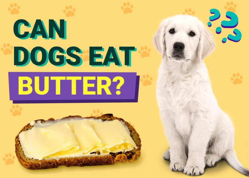 Czy psy mogą jeść masło? Porady żywieniowe zatwierdzone przez weterynarza