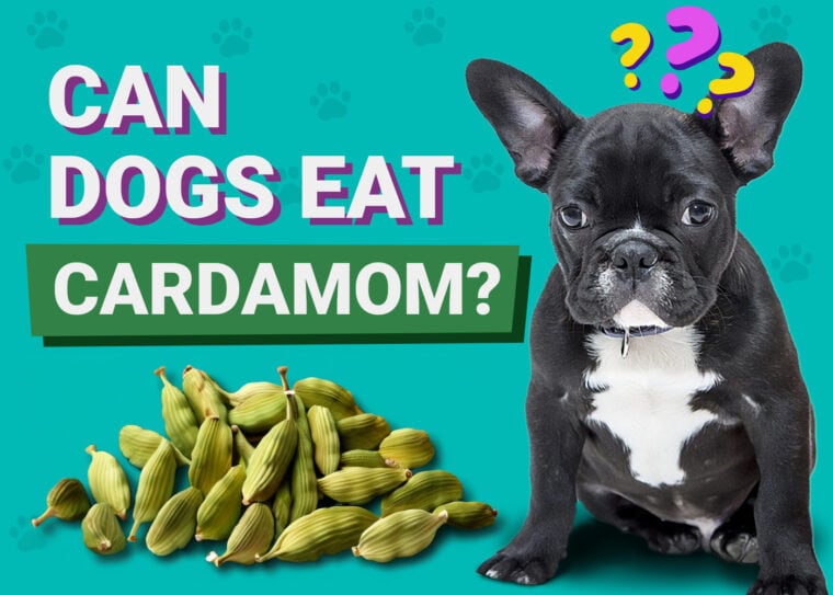 Korzyści z karmienia psa kardamonem
