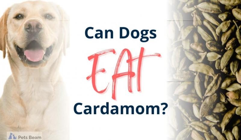 can-dogs-eat-cardamom-min-1024x597-9385905-5810476