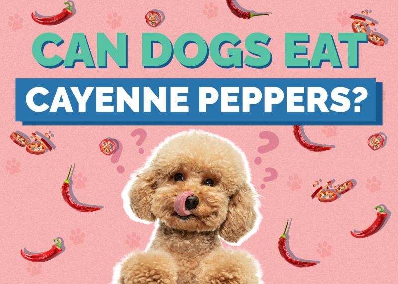 Czy psy mogą jeść paprykę Cayenne? Porady zatwierdzone przez weterynarza
