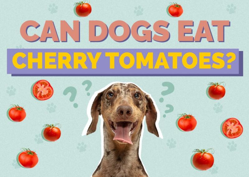 Czy psy mogą jeść wiśnie? Fakty i rozważania zweryfikowane przez weterynarza