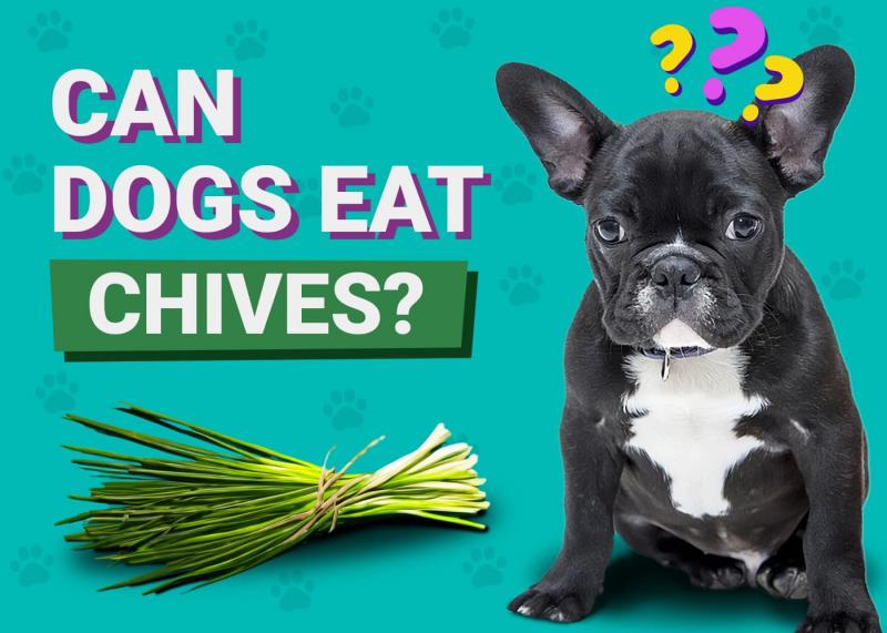 Czy psy mogą jeść szczypiorek? Fakty i najczęściej zadawane pytania