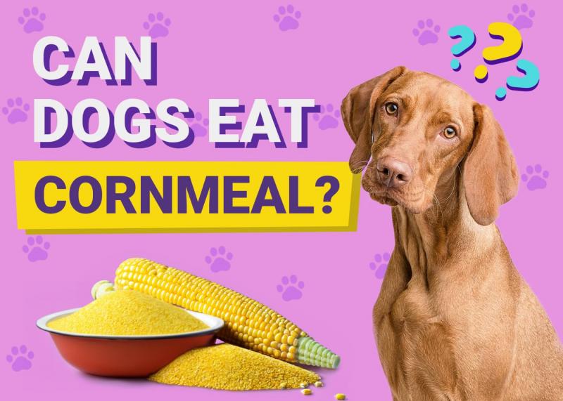 Czy psy mogą jeść mączkę kukurydzianą? Fakty zatwierdzone przez weterynarza