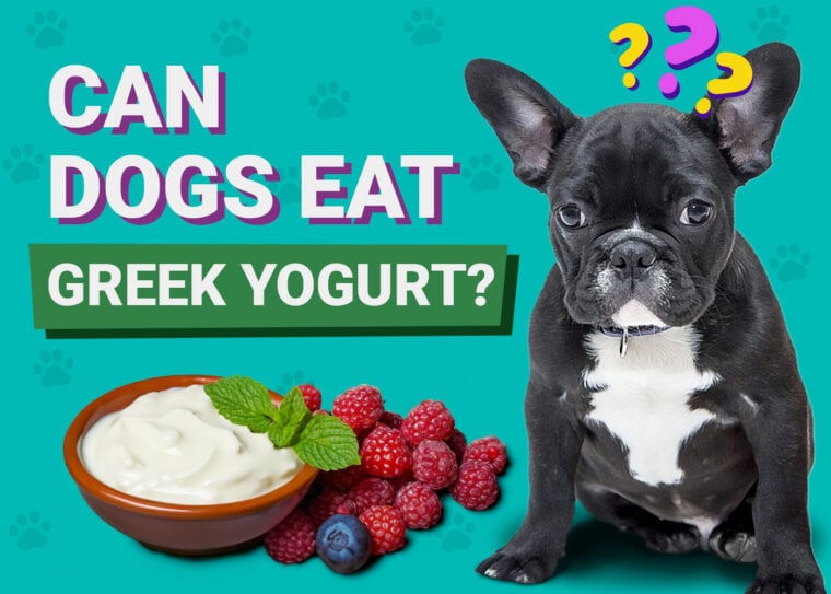 Jakie są zalety jogurtu greckiego?