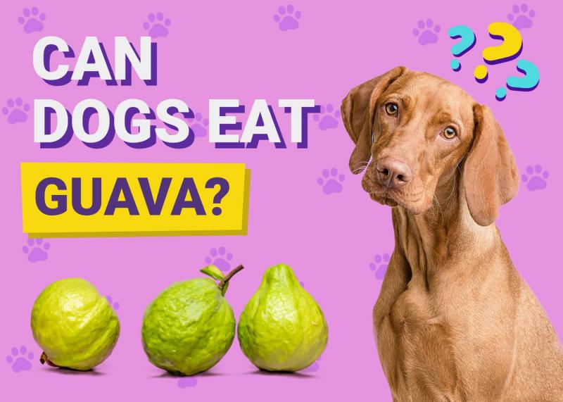 Czy psy mogą jeść ziemniaki?