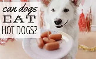 Wartość odżywcza hot dogów