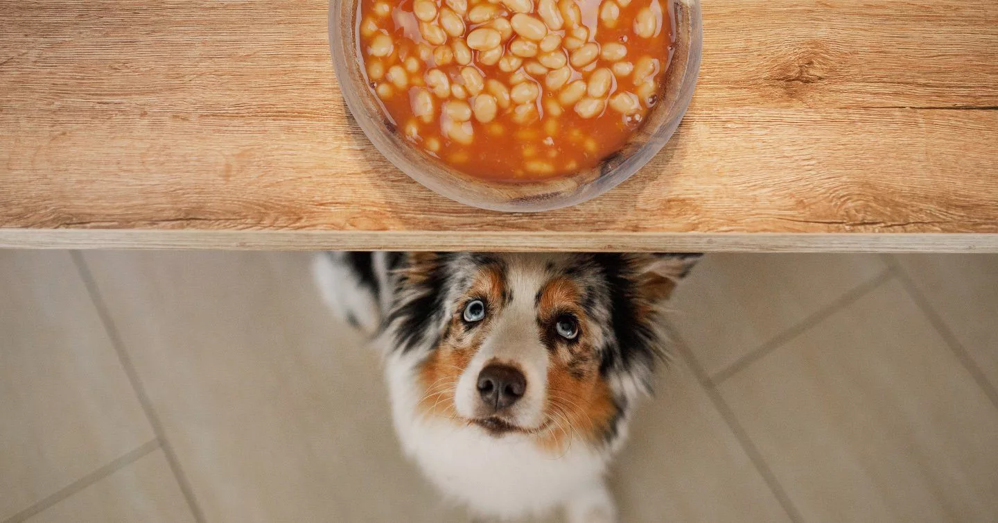 Czy psy mogą jeść soję? Fakty i często zadawane pytania