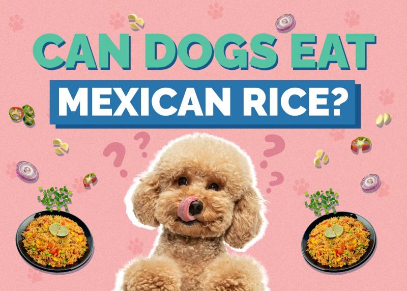Czy ryż meksykański jest bezpieczny dla psów?