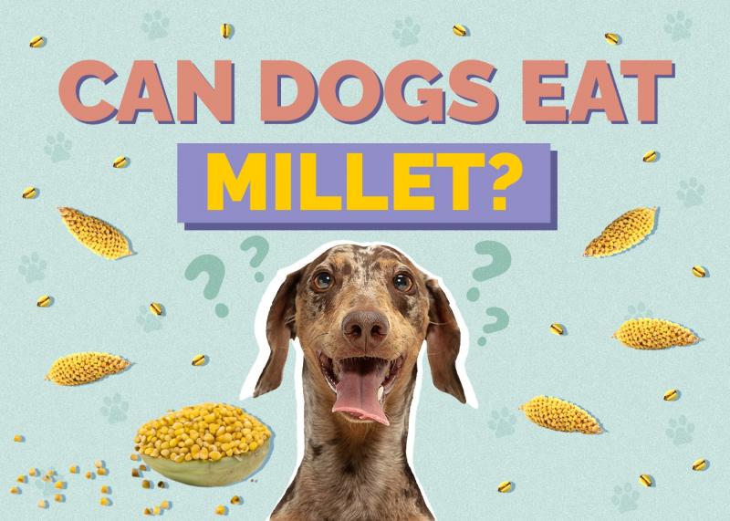 Dlaczego istnieją karmy bezzbożowe dla psów?