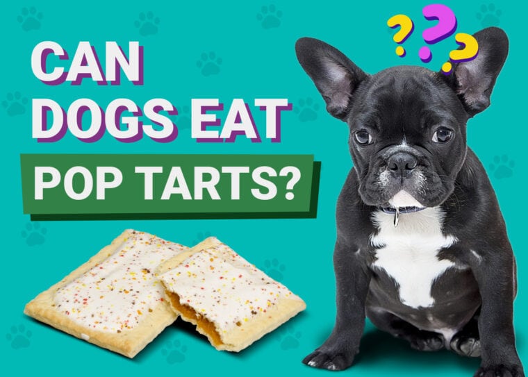 Czy psy mogą jeść Pop-Tarts? Zagrożenia i alternatywy zweryfikowane przez weterynarza