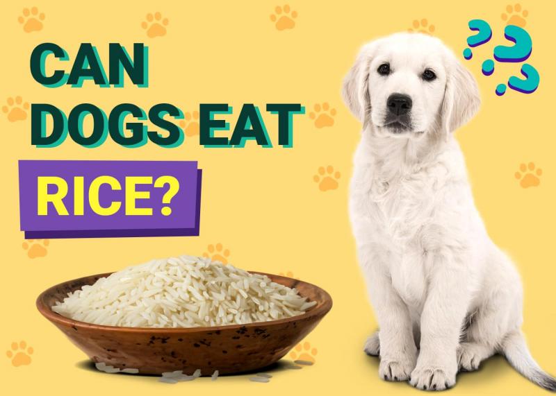 Karmienie psa chrupkami ryżowymi