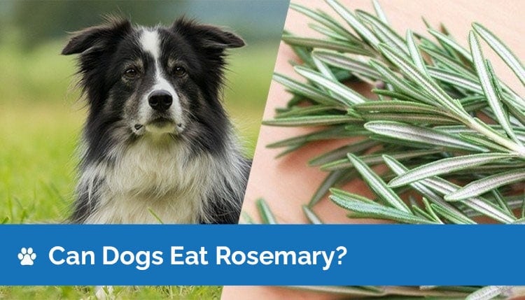 Czy istnieją inne zioła bezpieczne dla psów?