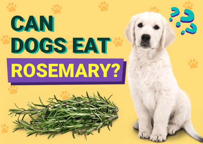 Czy psy mogą jeść rozmaryn? Zatwierdzone przez weterynarza korzyści, dieta i często zadawane pytania
