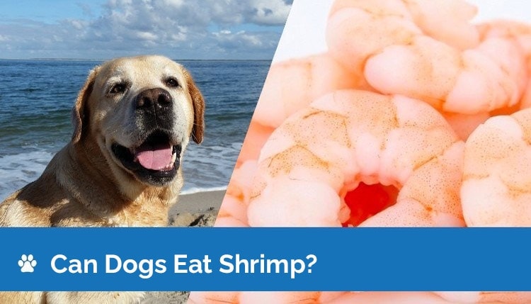 Psy mogą jeść krewetki