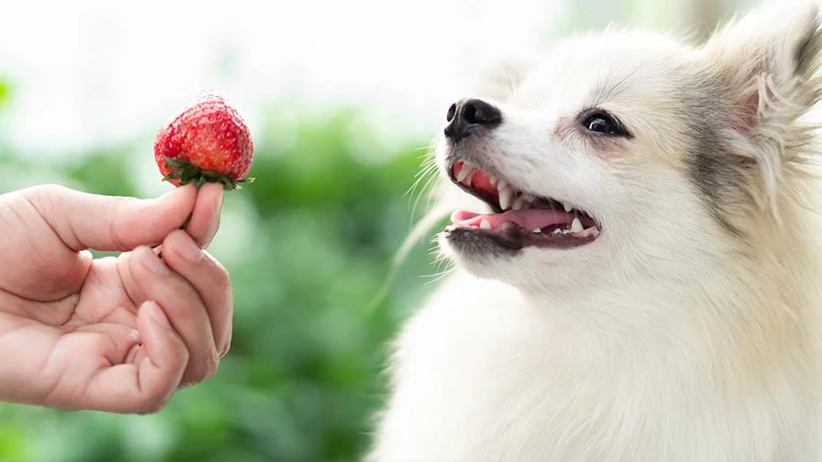 Ryzyko związane z karmieniem psów truskawkami
