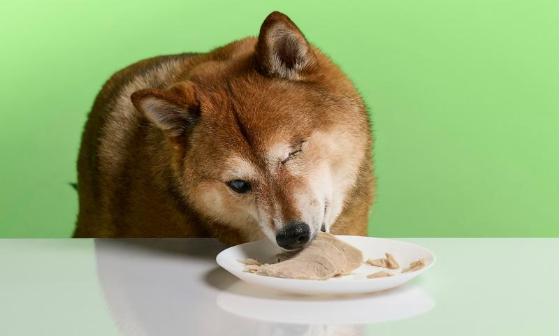 Czy psy mogą jeść indyka? Co musisz wiedzieć!
