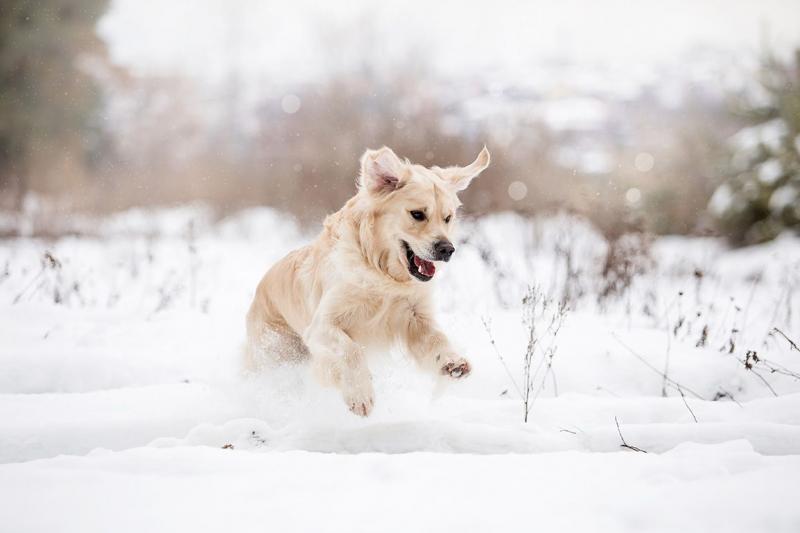 Bezpieczeństwo psa na śniegu