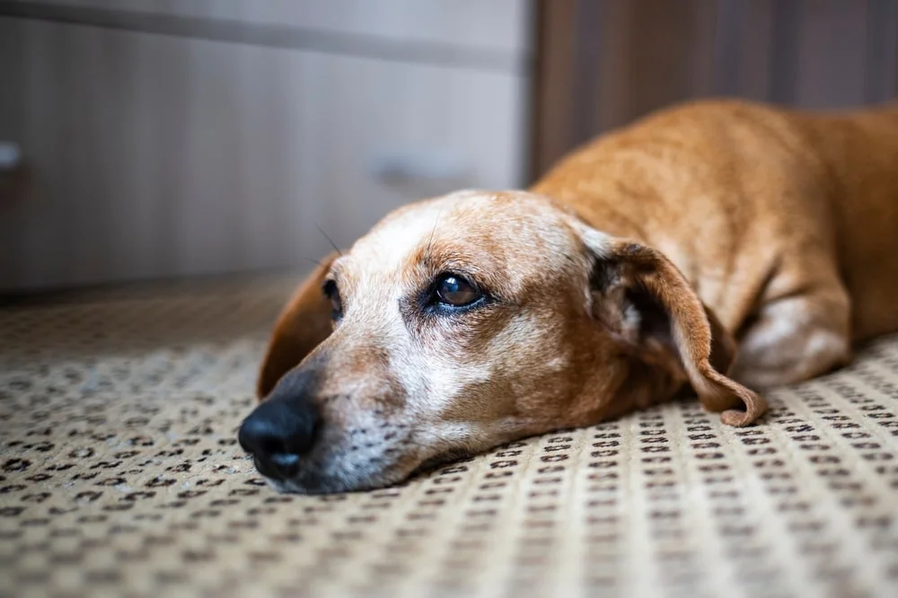 Czy psy mogą zachorować od ludzi? 7 możliwych chorób (odpowiedź weterynarza)