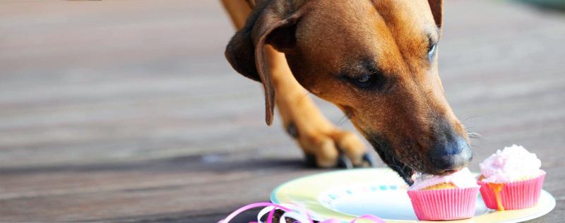 Czy psy mogą jeść babeczki? Fakty zatwierdzone przez weterynarza i często zadawane pytania