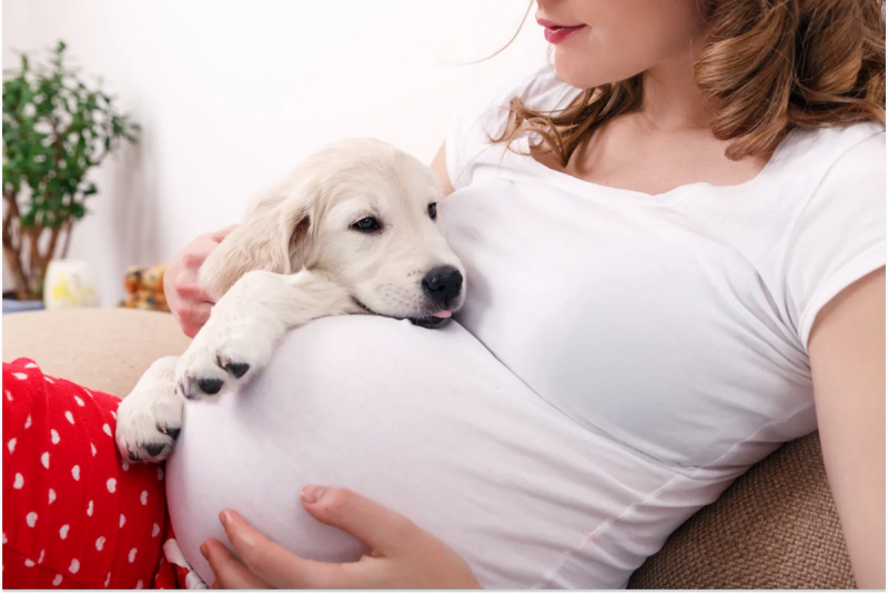 Czy psy mogą wyczuć ciążę? Fakty i wskazówki sprawdzone przez weterynarza