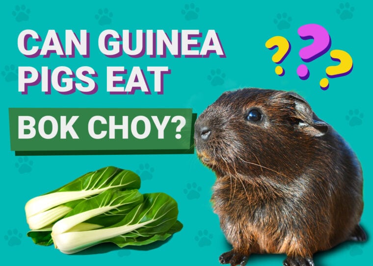 Czy świnki morskie mogą jeść Bok Choy? Zatwierdzone przez weterynarza fakty żywieniowe i przewodnik karmienia