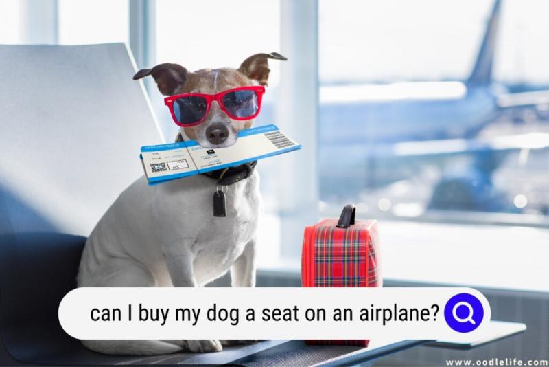 Linie lotnicze, które zezwalają na przewóz psów