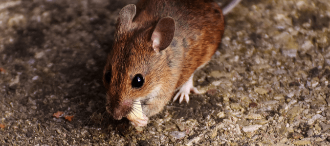 Czy myszy są zwierzętami nocnymi? Czy widzą w ciemności? (Fakty i FAQ)