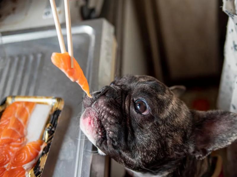Czy psy mogą jeść łososia? Fakty żywieniowe i środki ostrożności zweryfikowane przez weterynarza