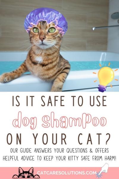 Czy szampon bezwodny (dla kotów) jest skuteczny?