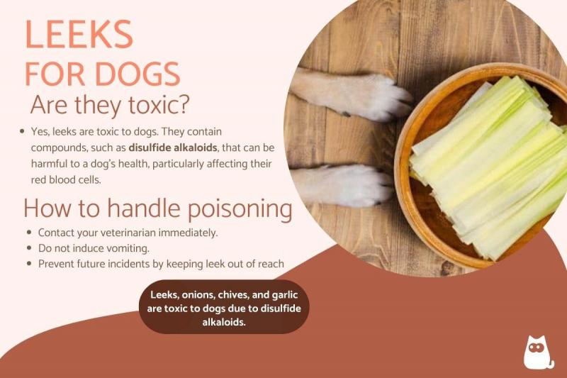 undefinedCzy psy mogą jeść gotowane pory?
