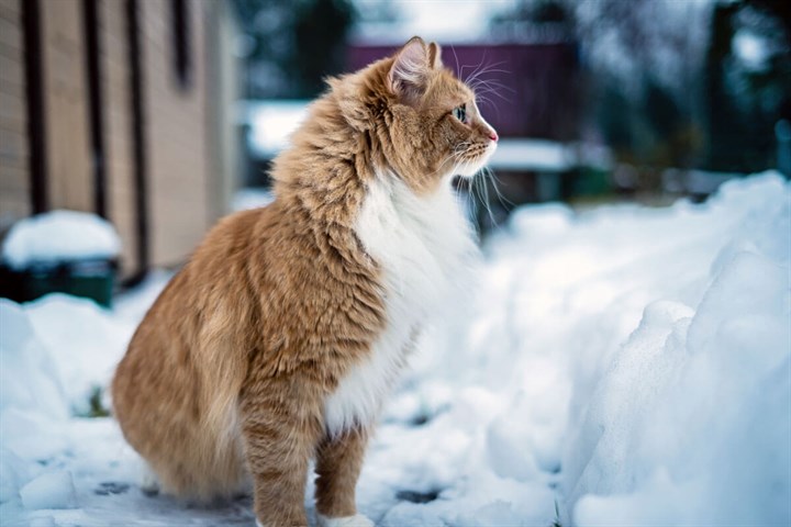 Jak zapewnić kotom ciepło i zdrowie zimą? 