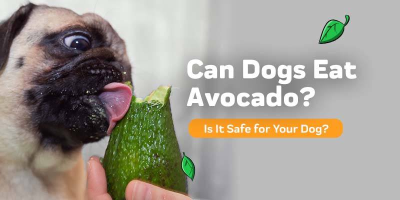 Co zrobić, gdy pies zje awokado?