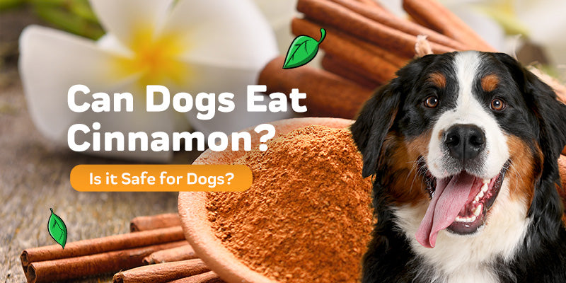 Czy psy mogą czerpać korzyści ze spożywania cynamonu?