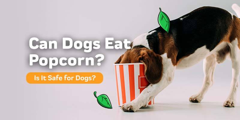 Czy psy mogą jeść popcorn? Sprawdzone przez weterynarza fakty i często zadawane pytania