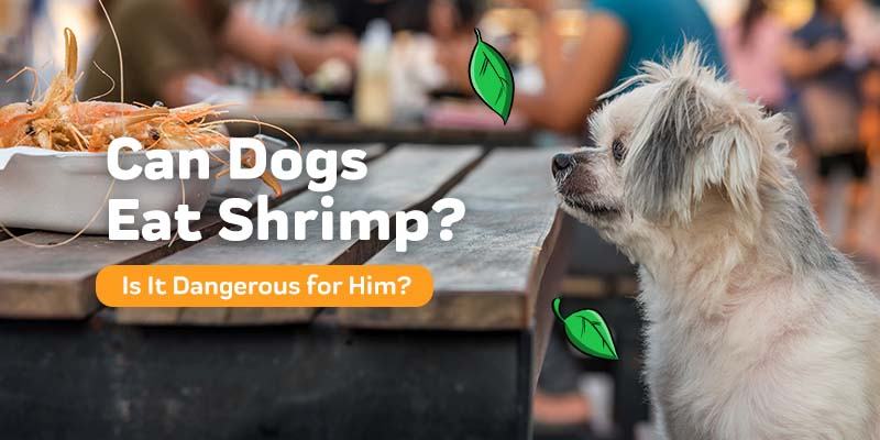Czy psy mogą jeść krewetki? Fakty żywieniowe zweryfikowane przez weterynarza