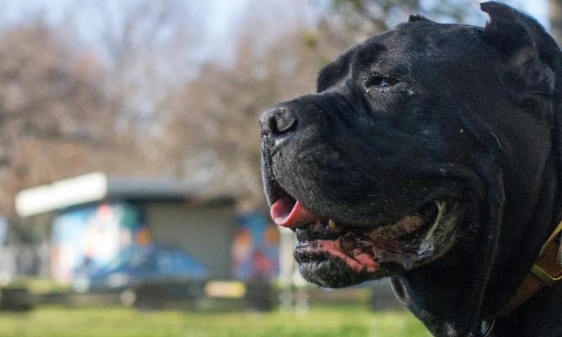 Mieszanka buldoga francuskiego Cane Corso: Pielęgnacja, zdjęcia, informacje i więcej