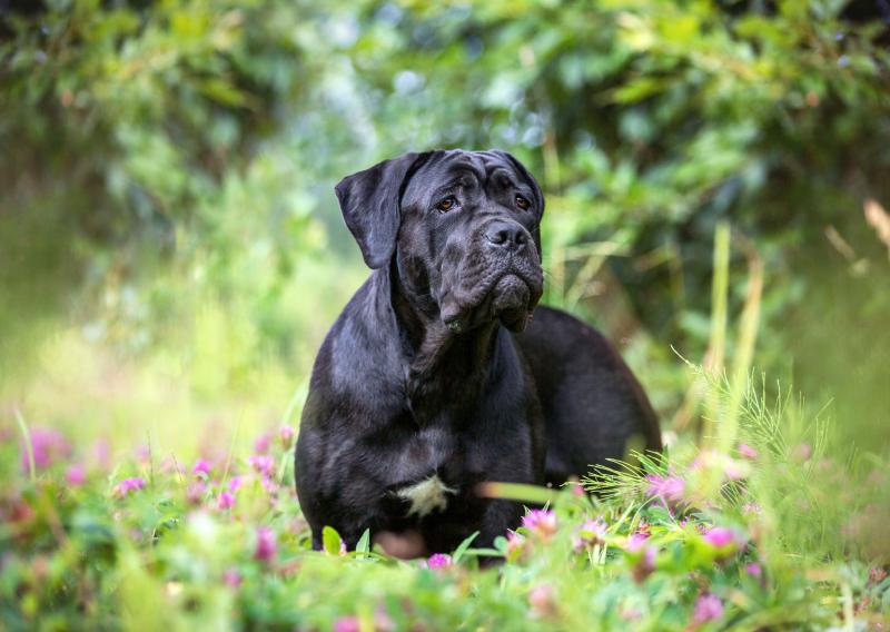 Rasa psów Cane Corso: zdjęcia, informacje, pielęgnacja i cechy