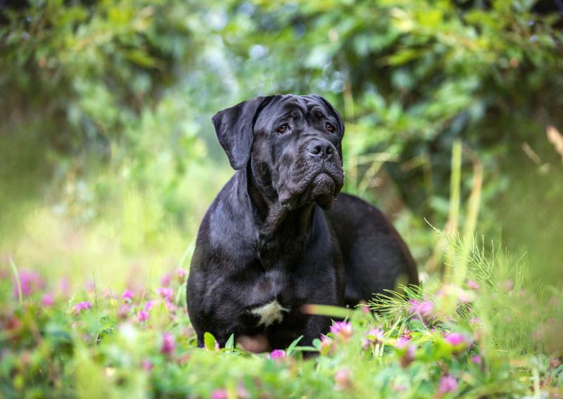 Czy Cane Corso jest hipoalergiczny? Fakty i najczęściej zadawane pytania