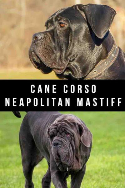 Szczenięta mastifa neapolitańskiego Cane Corso